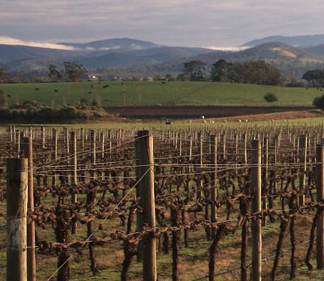 在线接收短信验证码